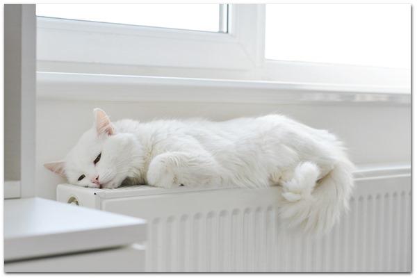 Hvid kat ligger på en radiator